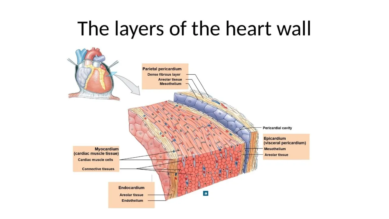2026 lab diagram: parietal pericardium, pericardial cavity, epicardium, myocardium, endocardium