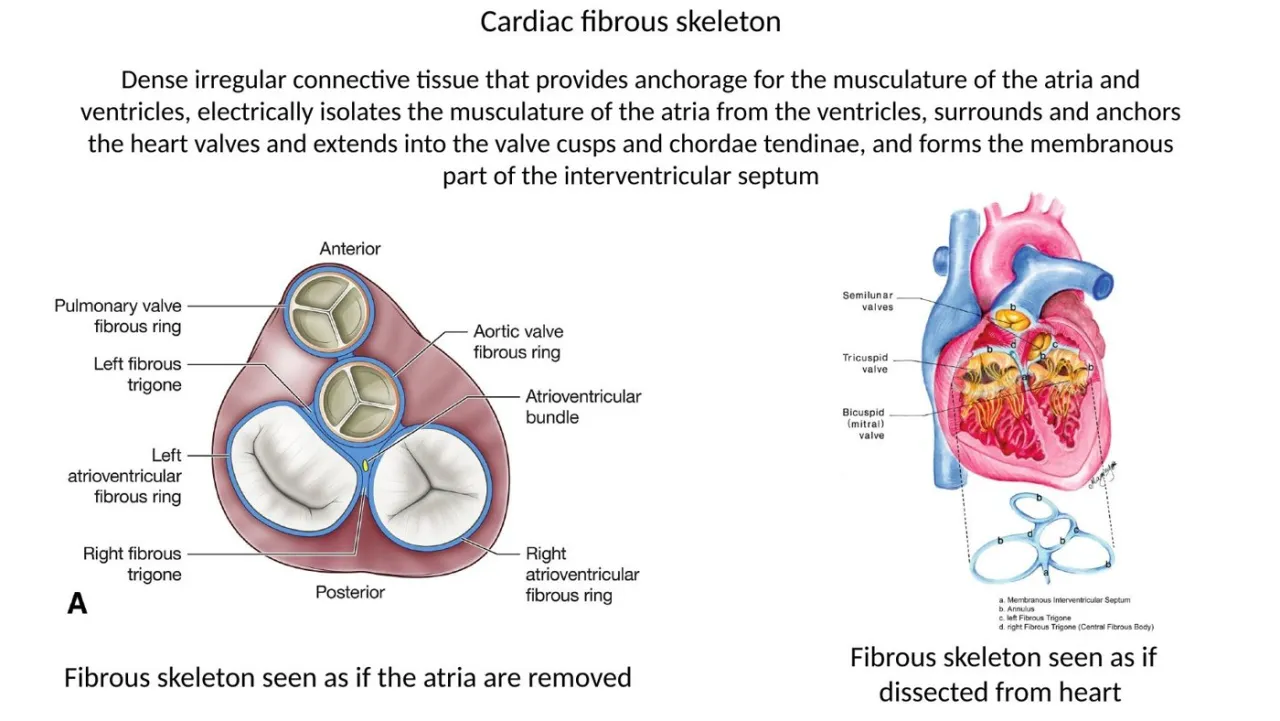 2026 lab: fibrous skeleton rings and trigones; extends into valve cusps and chordae