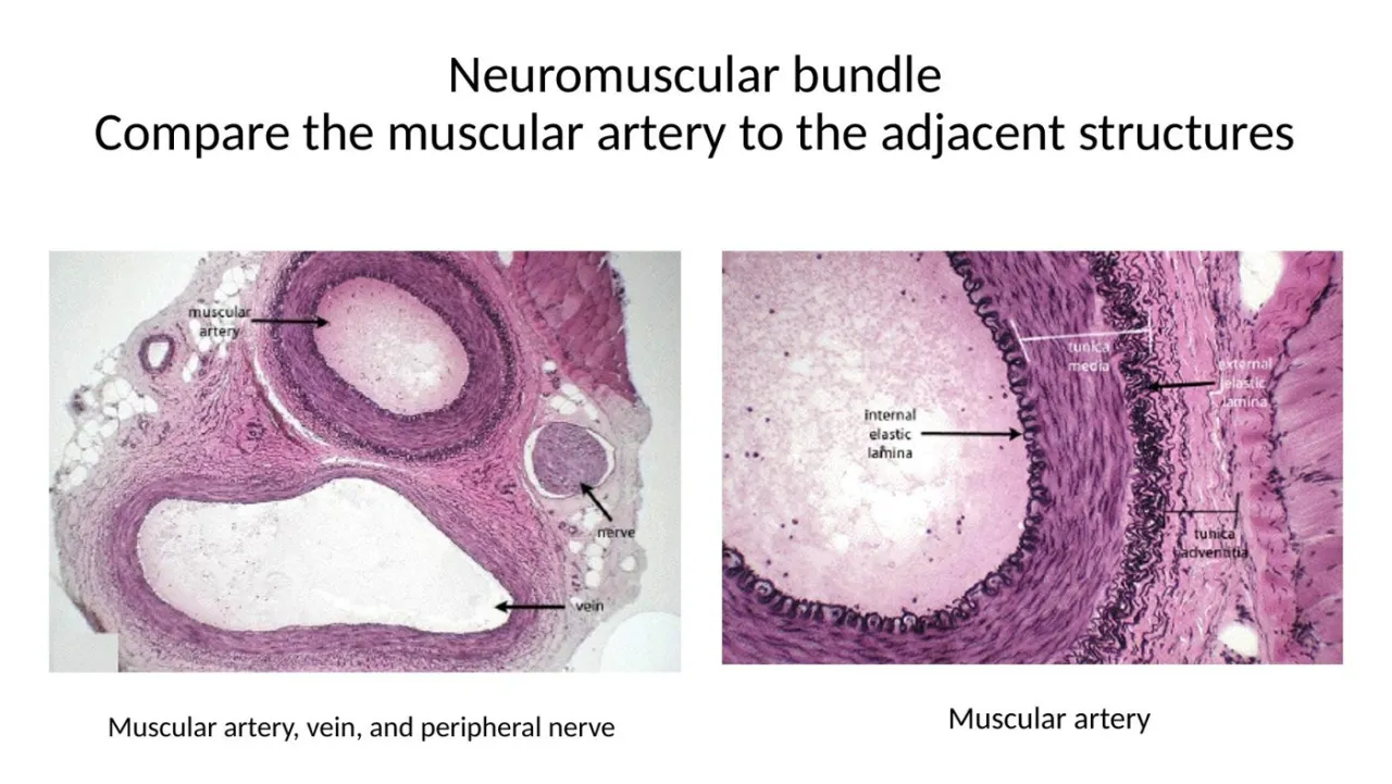 2026 lab neurovascular bundle: muscular artery, vein and peripheral nerve; close-up of the IEL