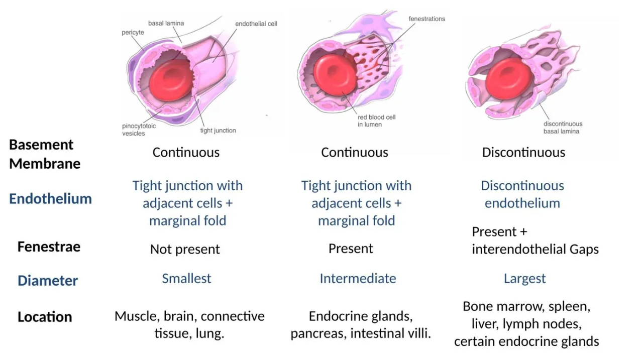 2026 lab table: the three capillary types, basement membrane, fenestrae, diameter and locations