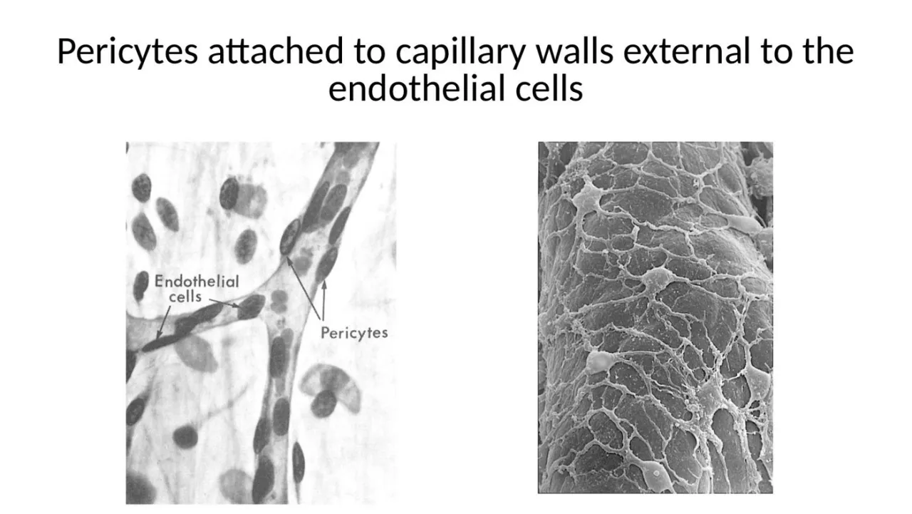 Pericytes attached to capillary walls outside the endothelial cells (LM and SEM)