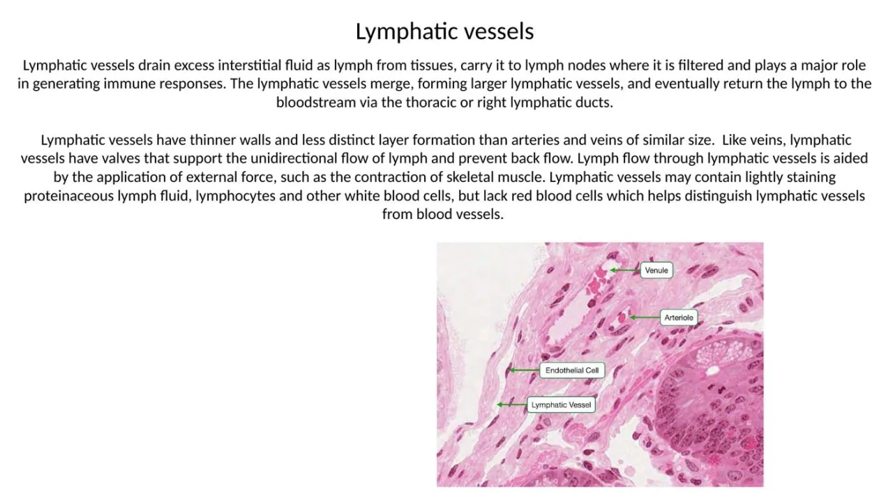 Lymphatic vessels: thin walls, valves, muscle-aided flow, no RBCs; drain via thoracic or right duct