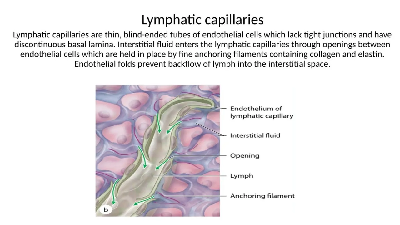 2026 lab: lymphatic capillaries are blind-ended, lack tight junctions, have a discontinuous basal lamina