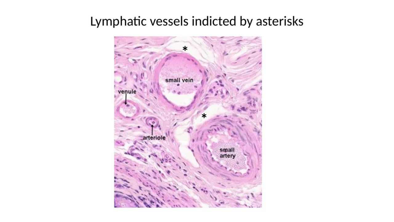 Lymphatic vessels (asterisks): thin, irregular, no RBCs, next to a small vein, venule, arteriole, artery