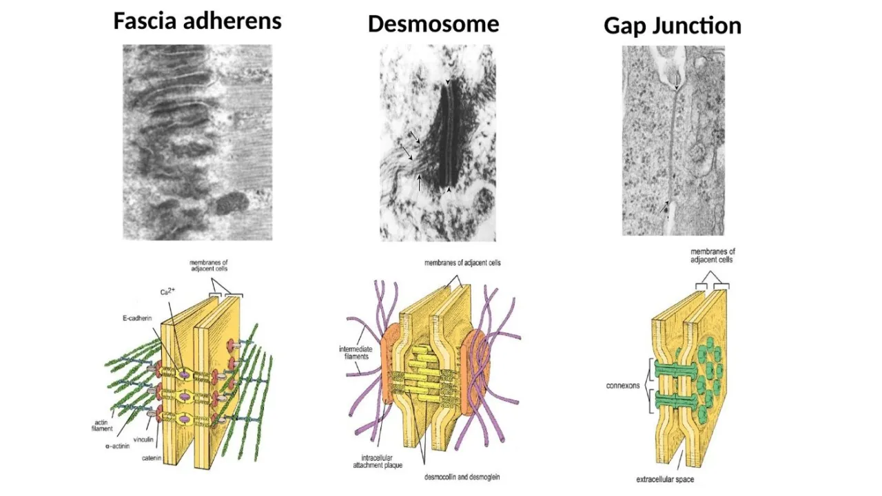 2026 session: fascia adherens, desmosome and gap junction (EM and diagrams)