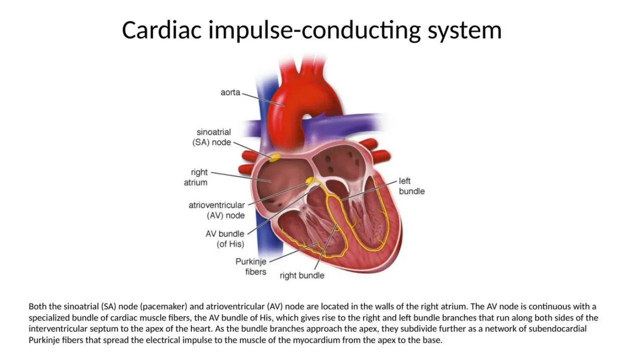 2026 session: SA and AV nodes in the right atrium, His bundle, subendocardial Purkinje fibers