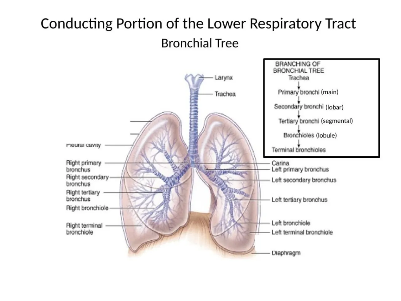 2026 lab: bronchial tree, primary (main), secondary (lobar), tertiary (segmental) bronchi to bronchioles