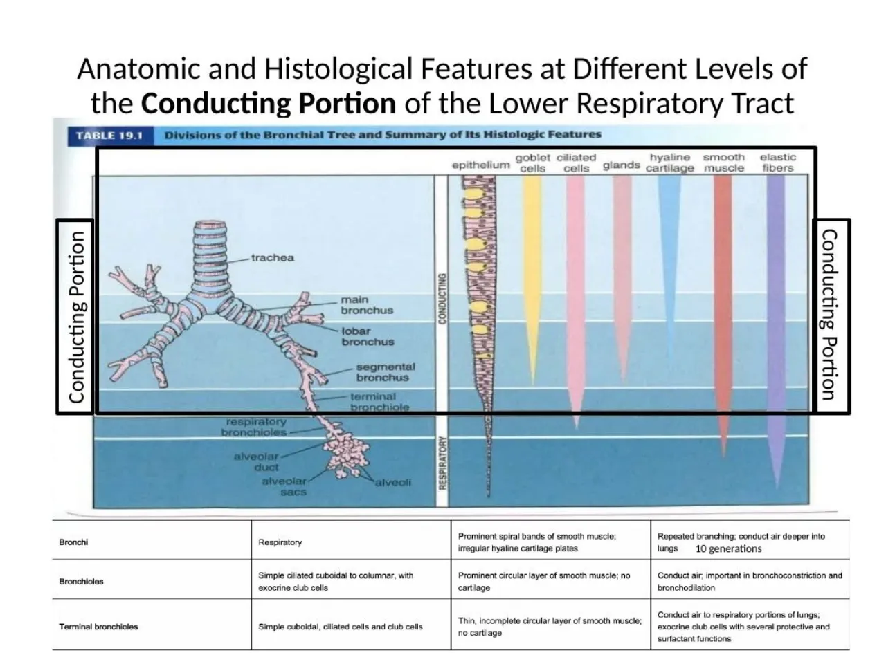 2026 lab: Table 19.1, epithelium shortening from trachea to terminal bronchiole, with cell columns