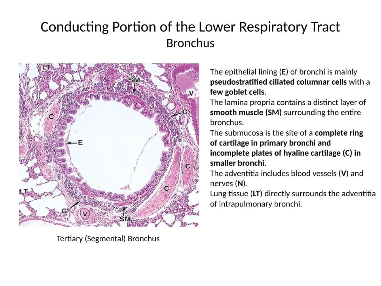 2026 lab: segmental bronchus, smooth muscle layer, cartilage plates, glands, lung tissue around