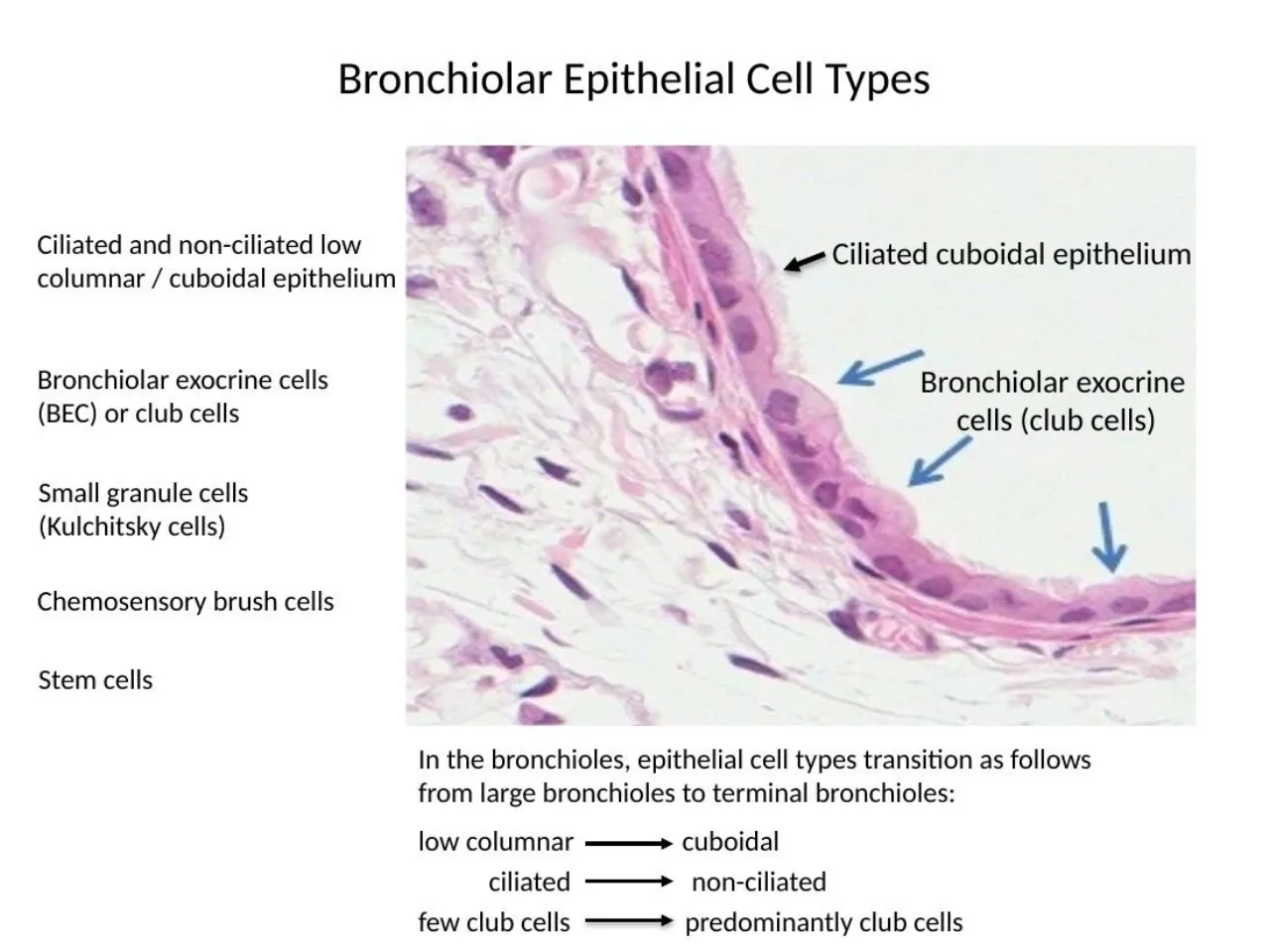 2026 lab: bronchiolar cells, ciliated cuboidal and dome-shaped club cells; large-to-terminal changes