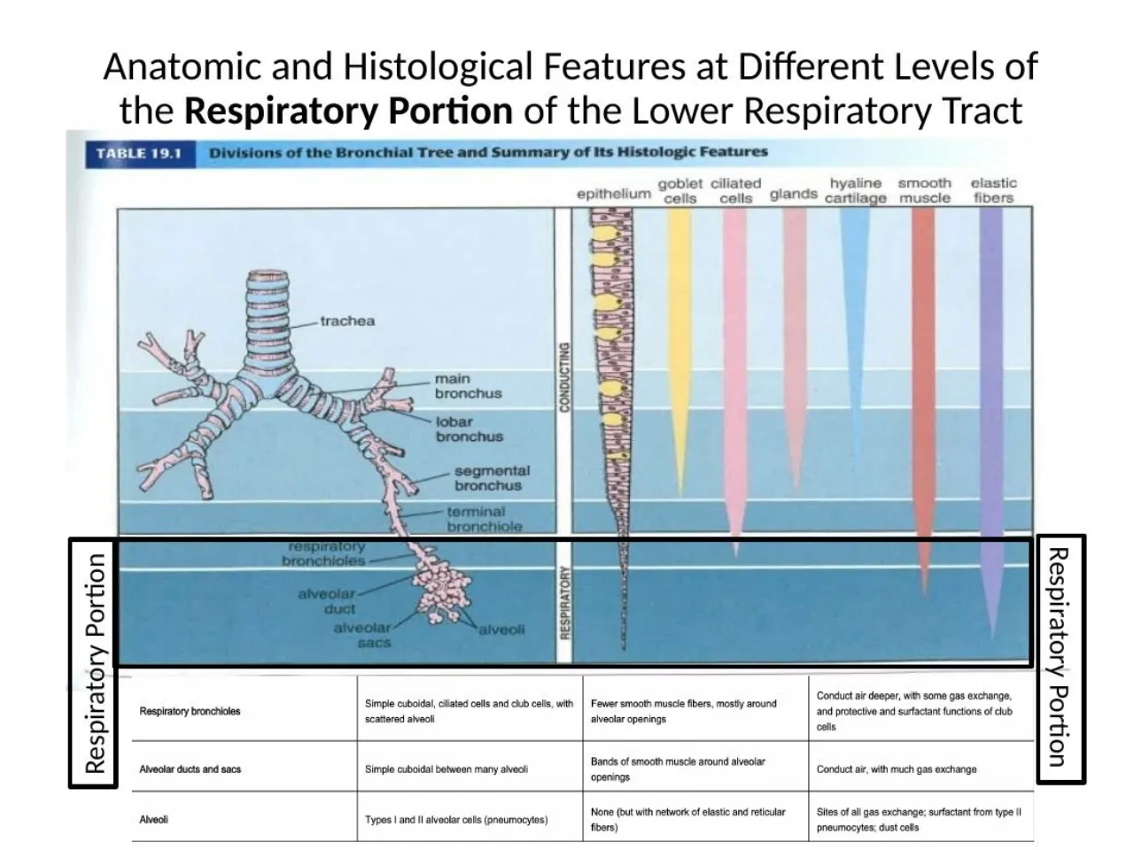2026 lab table: respiratory bronchioles, alveolar ducts/sacs, alveoli; what tapers off down the tree