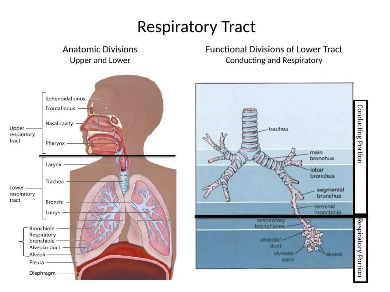 2026 lab: anatomic (upper/lower) vs functional (conducting/respiratory) divisions, Junqueira Fig 17-1