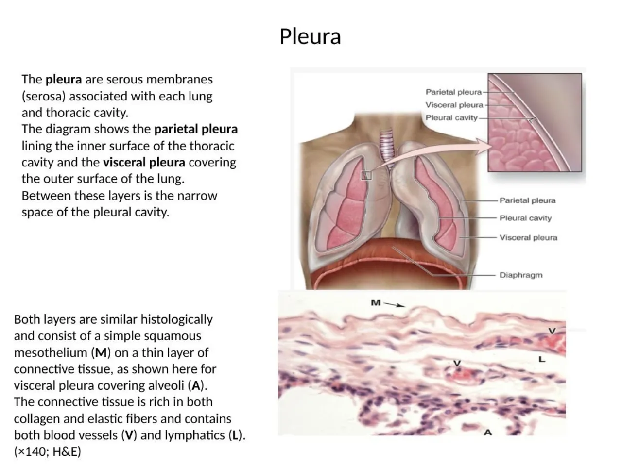 2026 lab: pleura, simple squamous mesothelium on collagen- and elastic-rich connective tissue