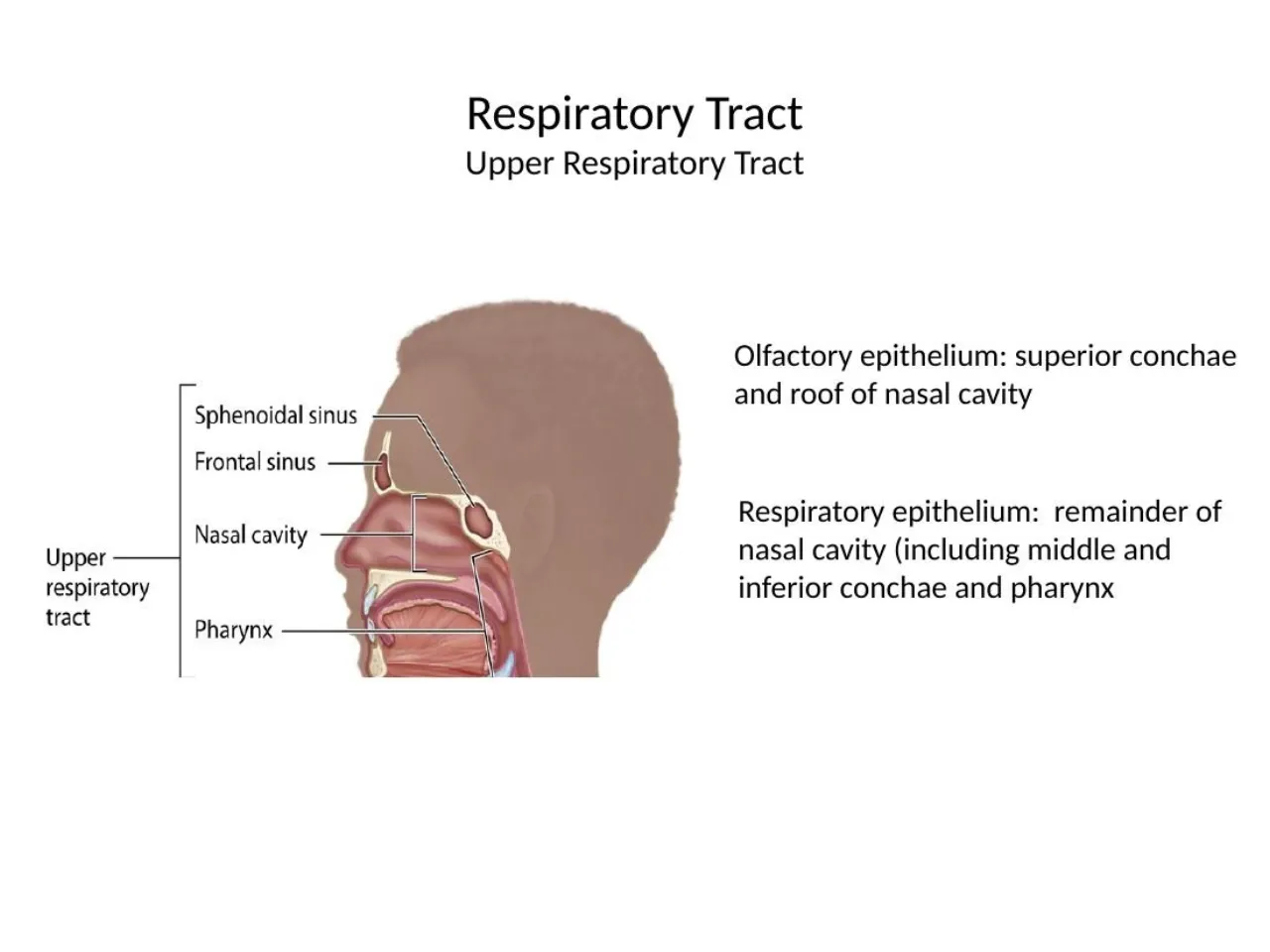 2026 lab: respiratory epithelium in most of the nasal cavity; olfactory on superior conchae and roof