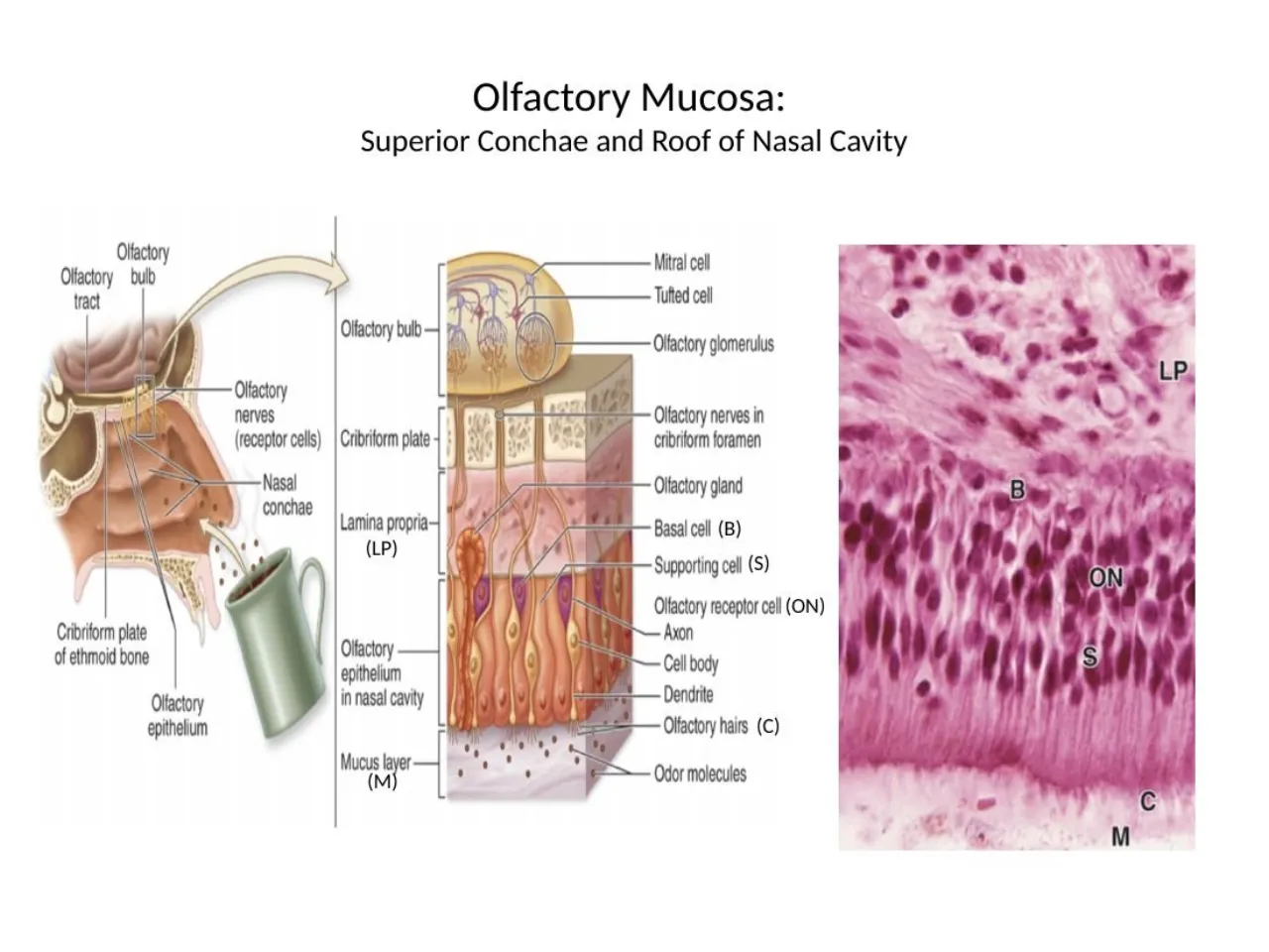 2026 lab: olfactory mucosa labelled, basal cells (B), olfactory neurons (ON), supporting cells (S)