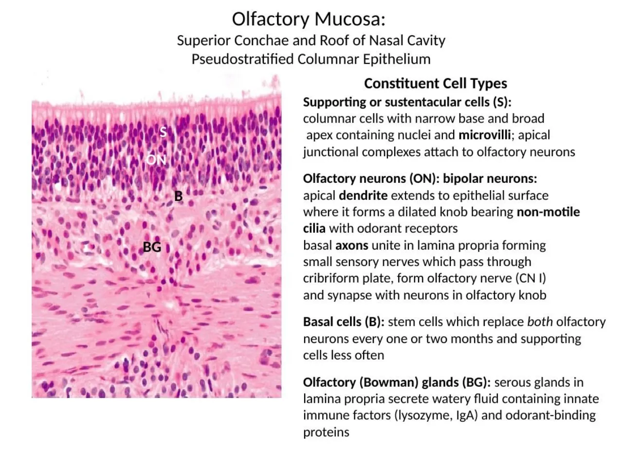 2026 lab: olfactory mucosa, supporting cells, bipolar neurons, basal stem cells, serous Bowman's glands