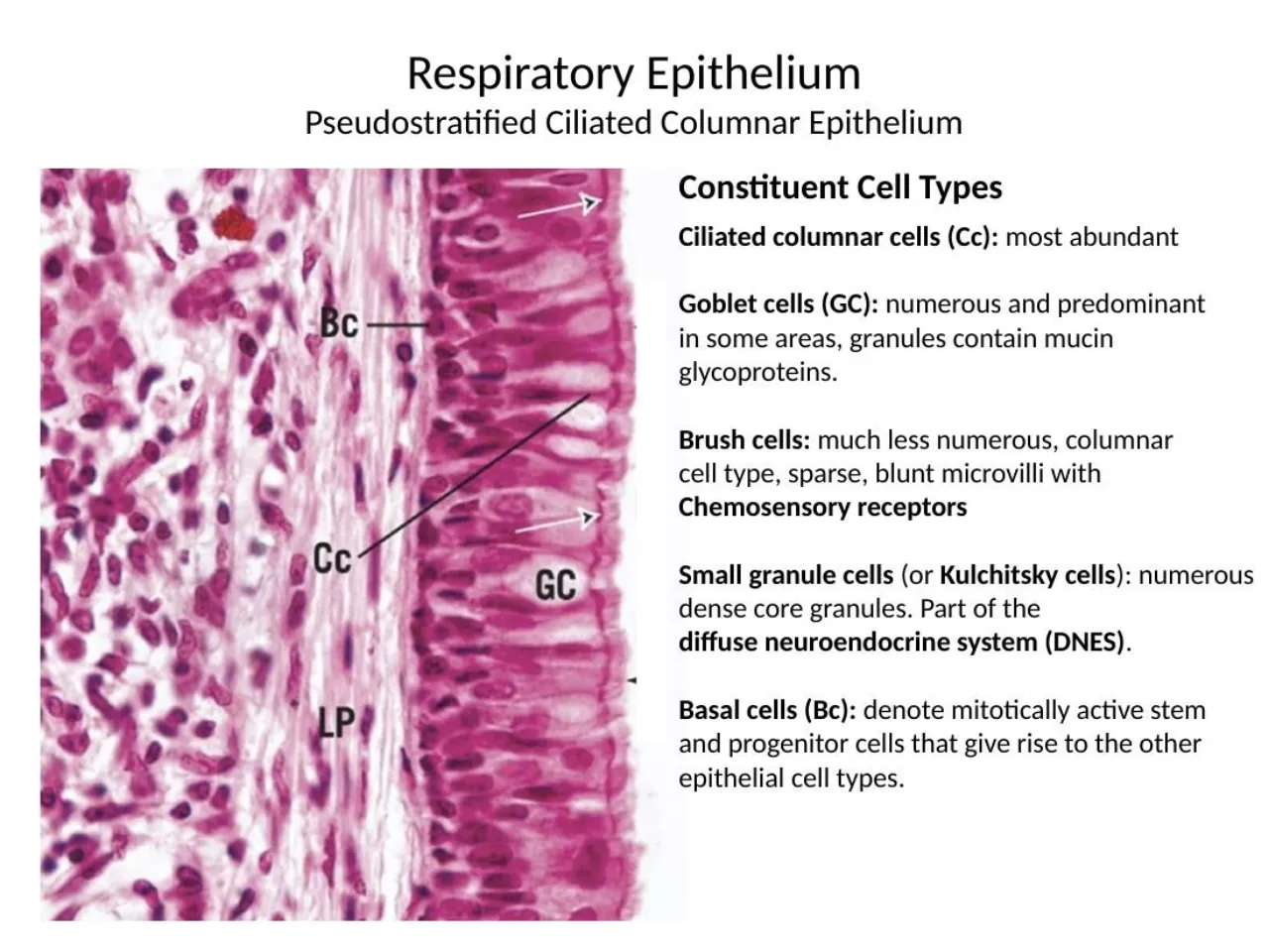 2026 lab: respiratory epithelium, ciliated, goblet, brush, small granule (Kulchitsky) and basal cells