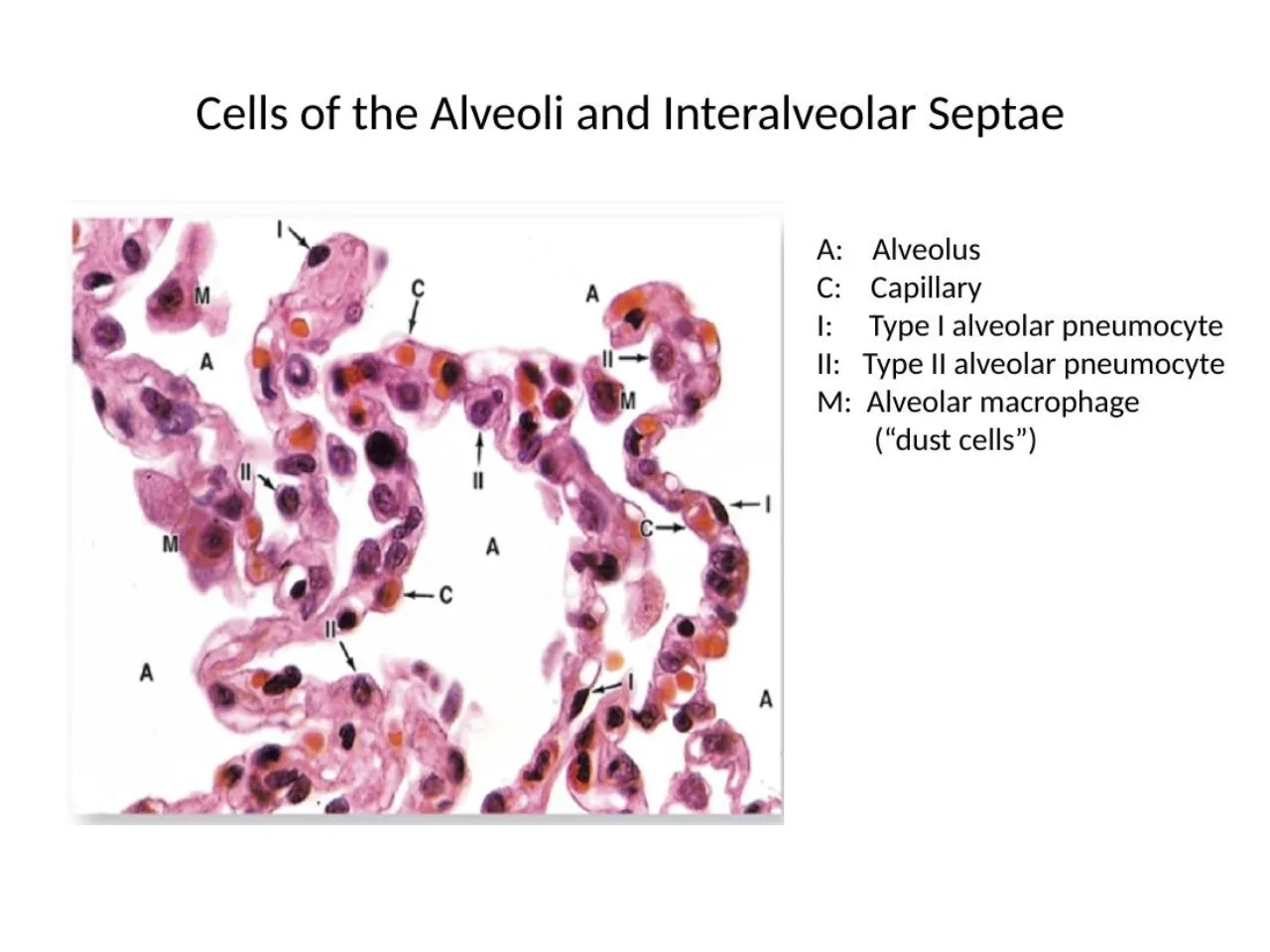 2026 session: alveolus, capillary, type I, type II and alveolar macrophages (dust cells) labelled