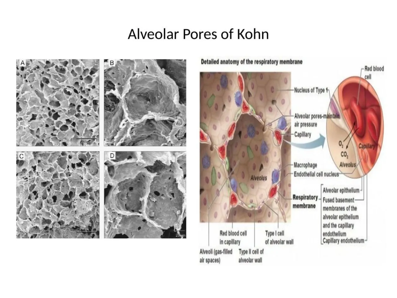 2026 session: alveolar pores of Kohn on SEM and in a respiratory-membrane diagram