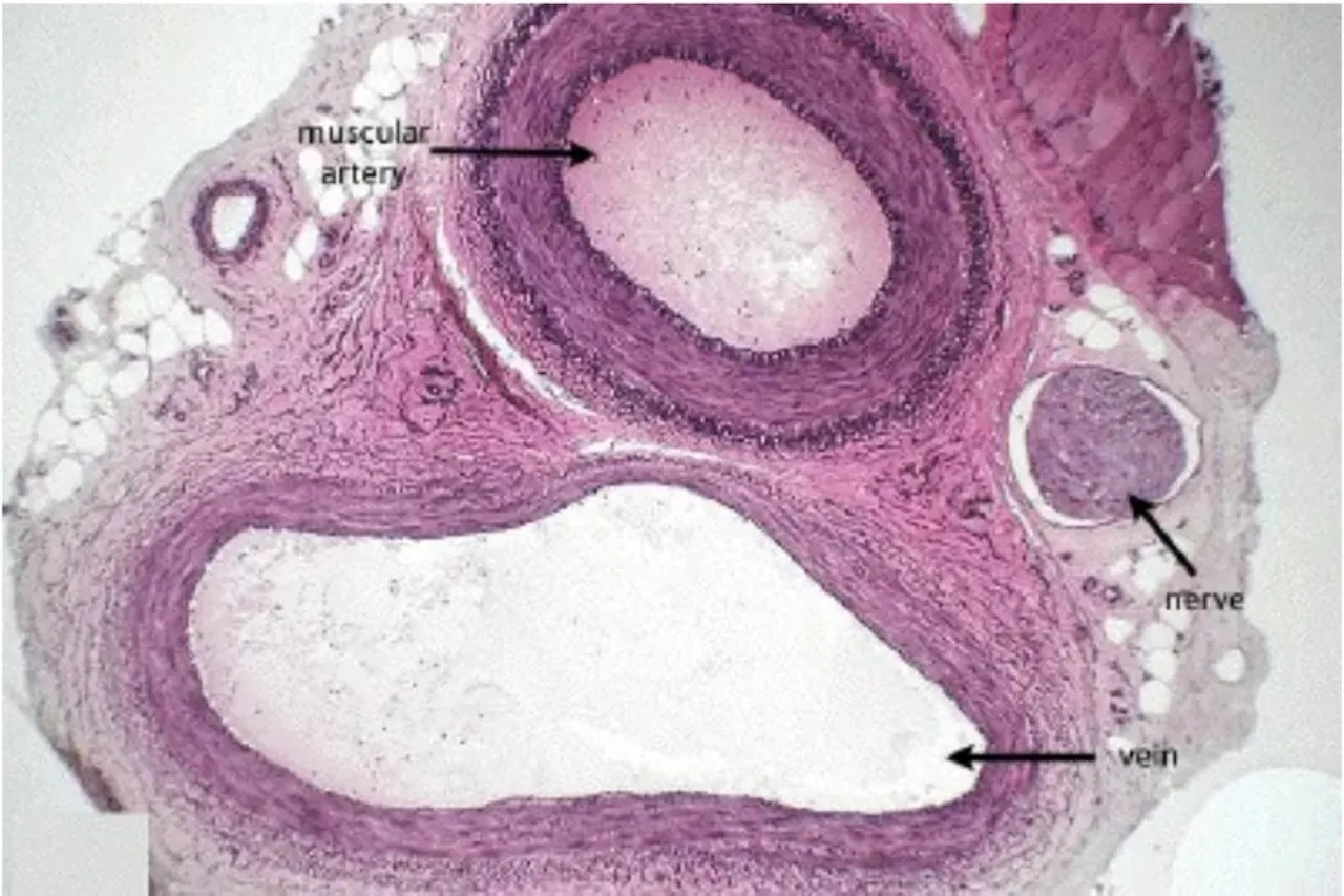 Neurovascular bundle: muscular artery, thin-walled vein and solid nerve with no lumen