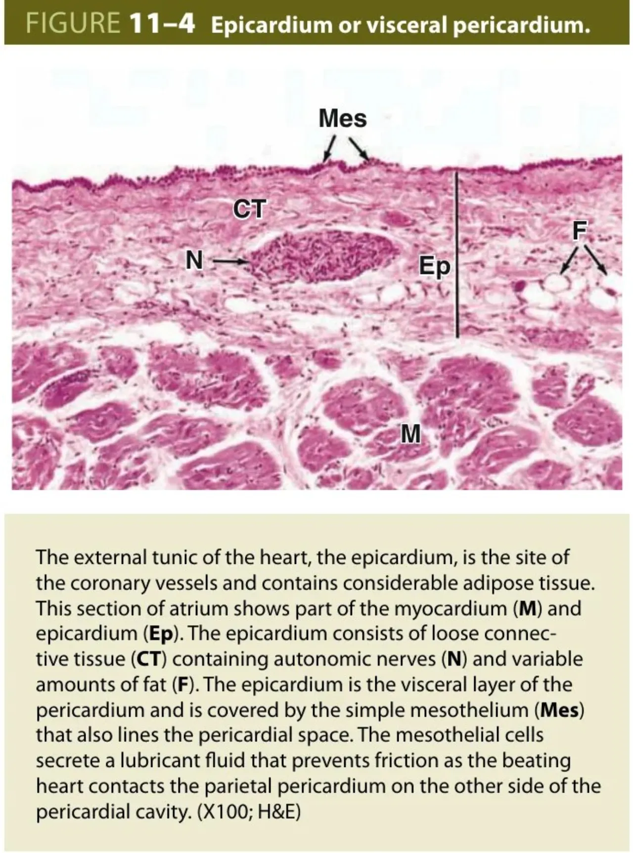 Junqueira 11-4: epicardium with mesothelium, CT, nerve (N) and fat (F) over myocardium (M)