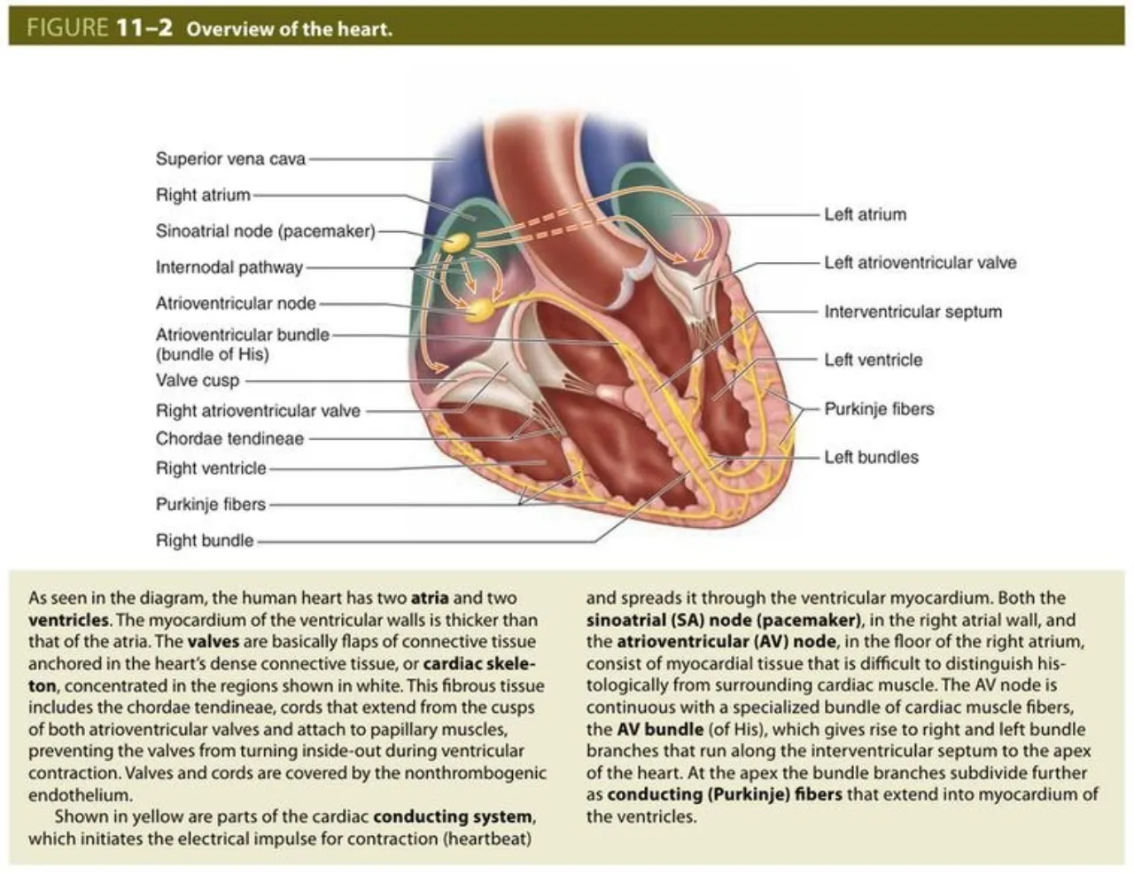 Junqueira 11-2: heart overview with SA node, AV node, His bundle and Purkinje fibers
