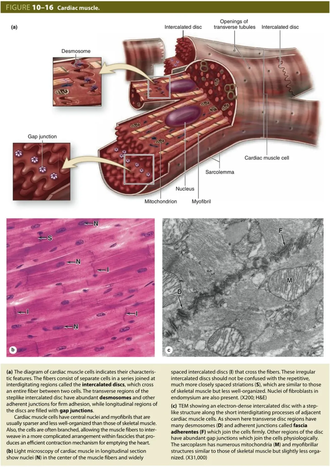 Junqueira 10-16: cardiac muscle with central nuclei and intercalated discs (diagram, LM, EM)