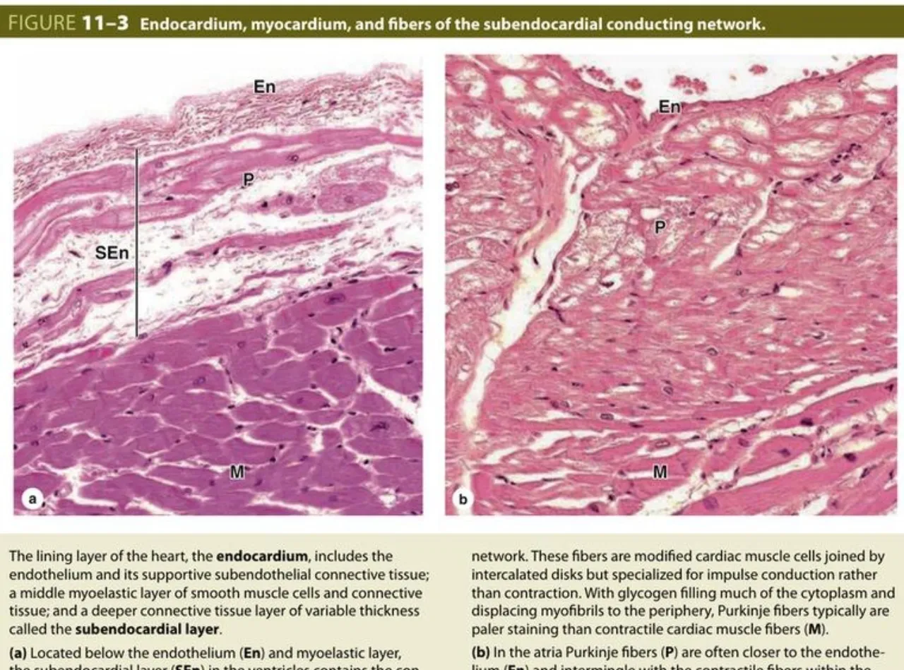 Junqueira 11-3: endocardium (En), subendocardial layer (SEn) with Purkinje fibers (P), M
