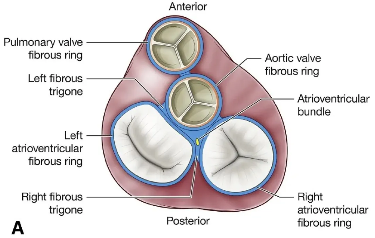 Cardiac skeleton from above: fibrous rings, trigones and the AV bundle passing through