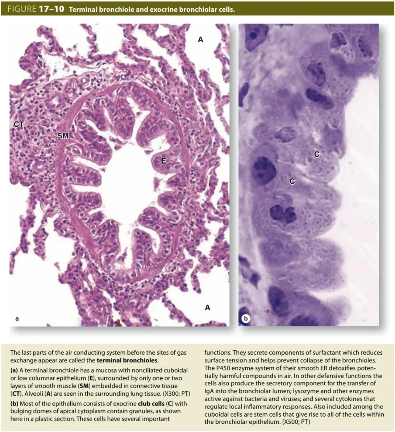 Junqueira Fig 17-10: terminal bronchiole and club cells with bulging granular domes; their functions