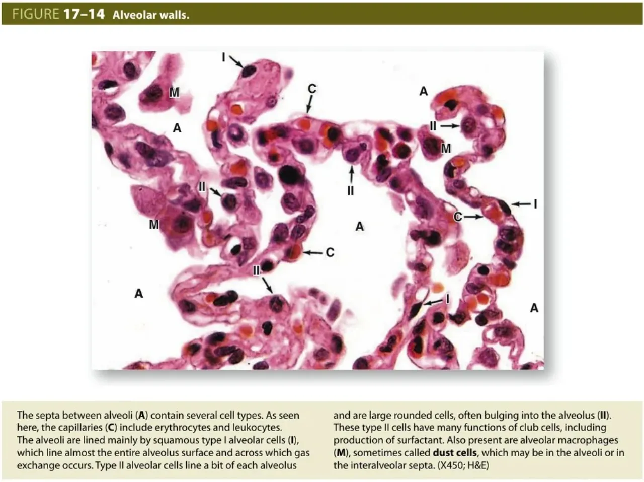Junqueira fig 17-14: alveolar walls with type I (I), type II (II), capillaries (C), macrophages (M)