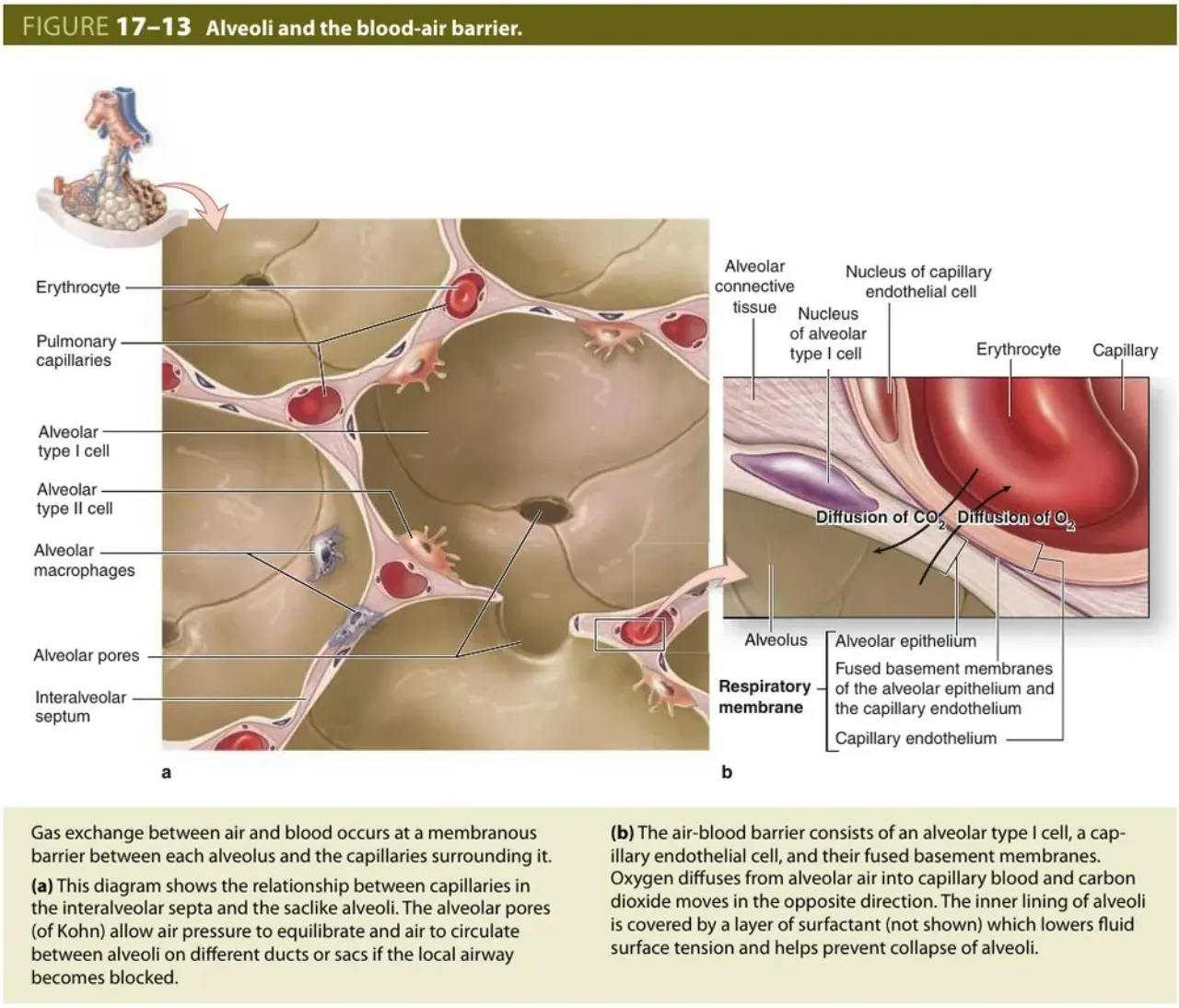 Junqueira fig 17-13: septal capillaries, alveolar pores, and the air-blood barrier layers