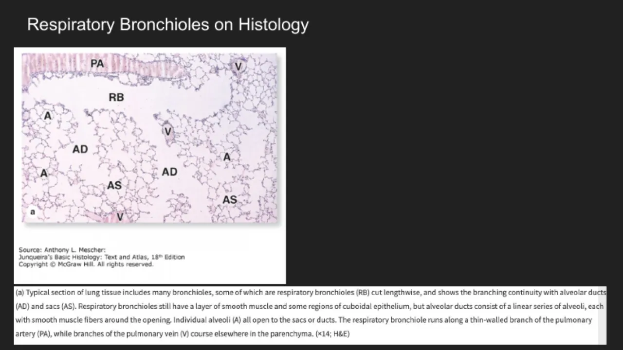 TA slide: respiratory bronchiole runs with a pulmonary artery branch; veins course separately