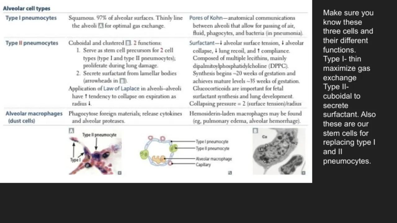 TA slide: type I vs type II vs macrophage; surfactant, DPPC, Laplace, glucocorticoids