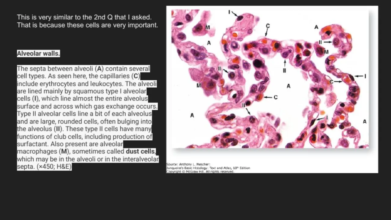 TA slide: alveolar walls with type I, type II, capillaries, and dust cells in alveoli or septa