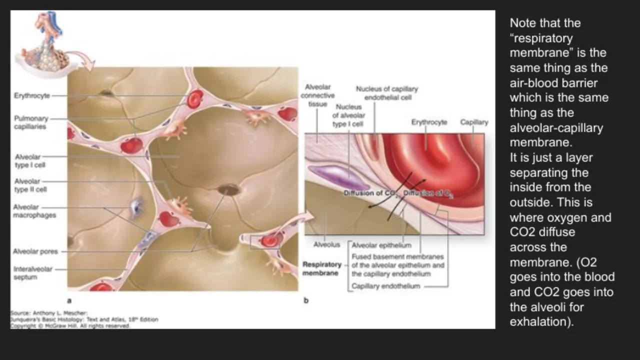 TA slide: respiratory membrane = air-blood barrier = alveolar-capillary membrane (Junqueira 17-13)