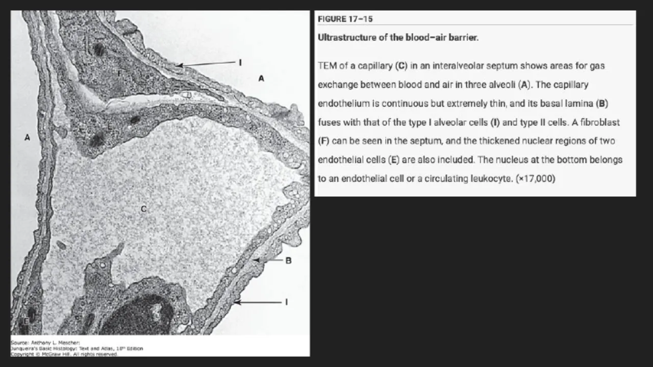TA slide: TEM of the blood-air barrier: type I cell, fused basal lamina, endothelium, fibroblast