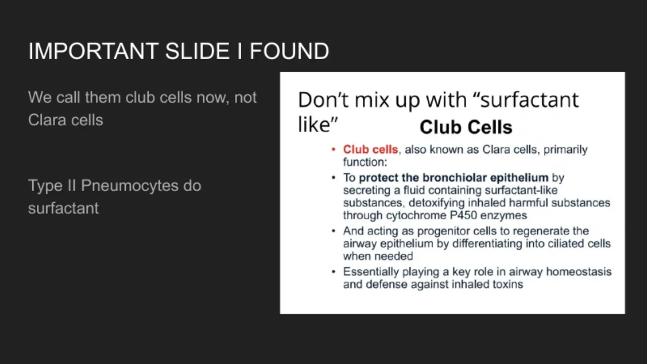 TA review: club cells (not Clara), surfactant-like secretion, P450 detox, progenitors; type II = surfactant