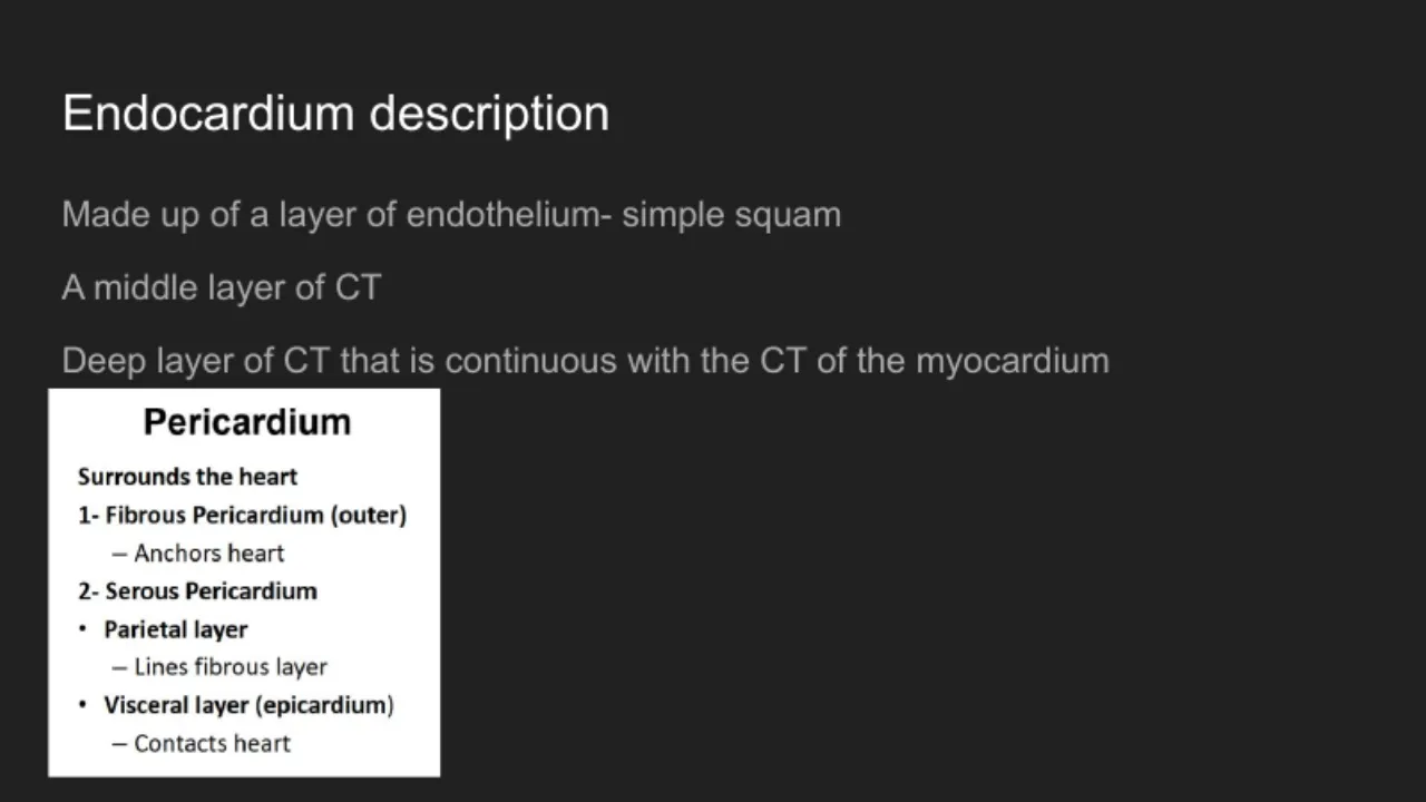 TA: endocardium = endothelium, middle CT, deep CT continuous with the myocardium