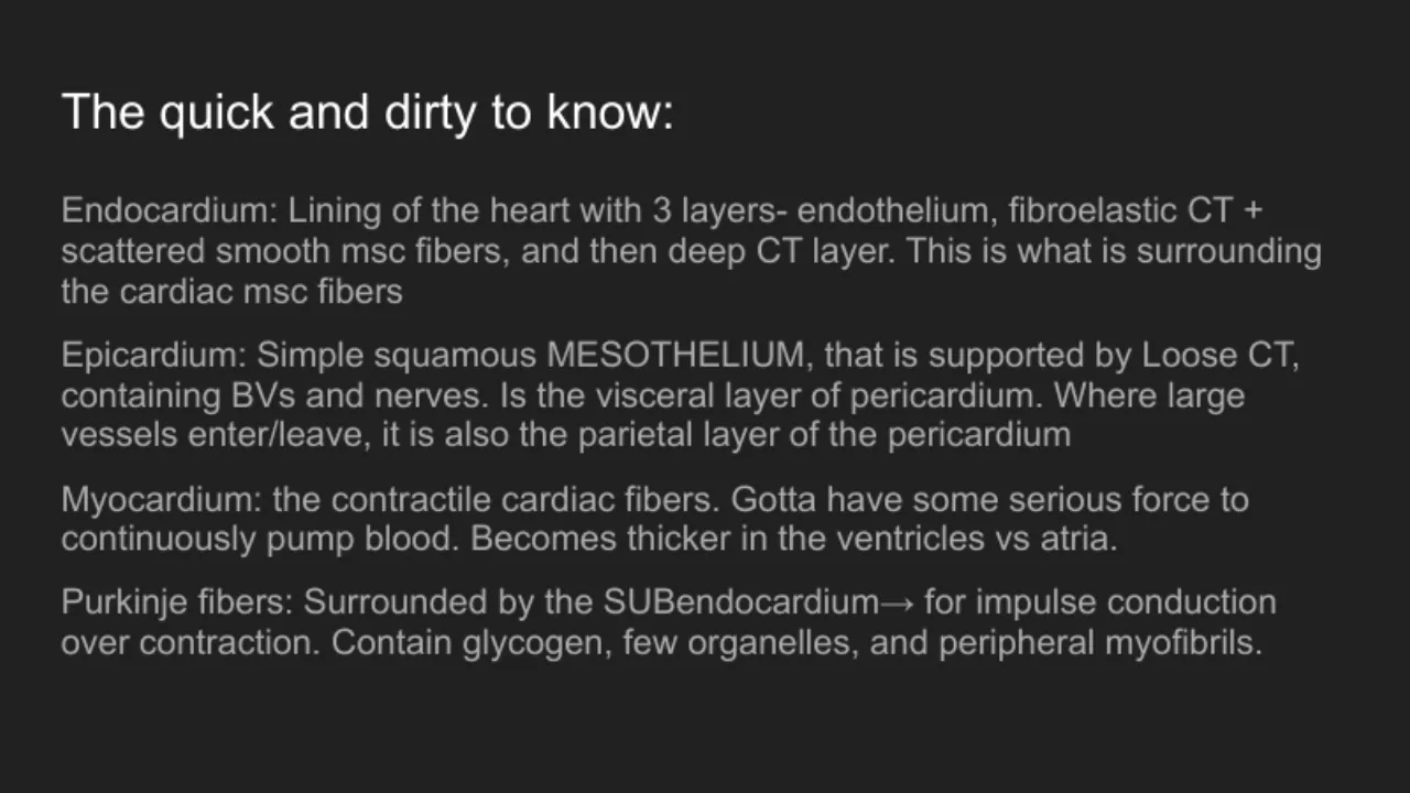 TA summary of endocardium, epicardium, myocardium and Purkinje fiber features