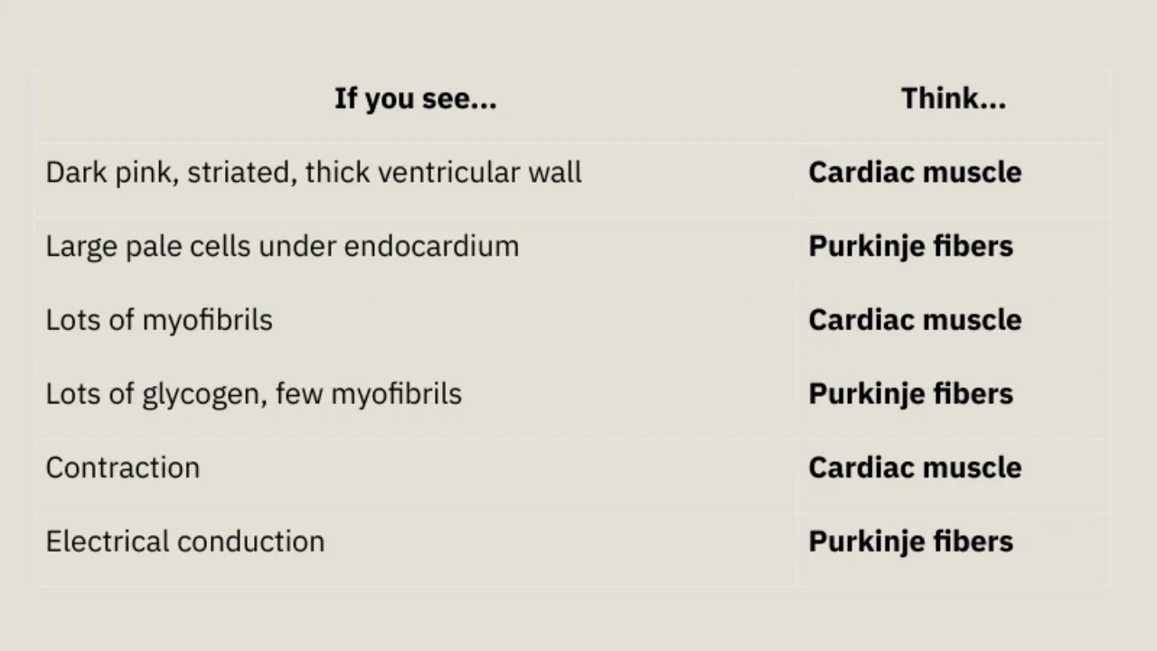 TA table: dark pink, many myofibrils = cardiac muscle; large, pale, glycogen-rich = Purkinje