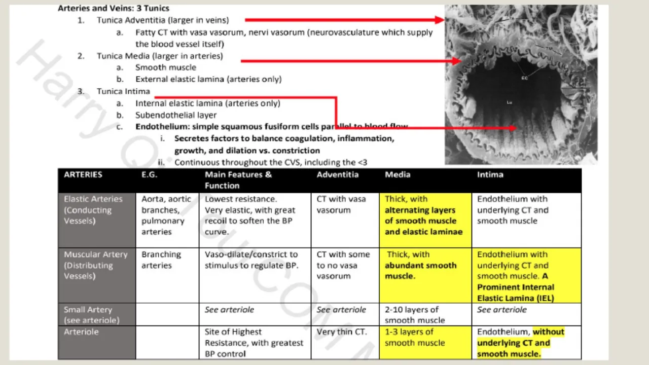 TA table: adventitia larger in veins, media in arteries; IEL/EEL in arteries; artery types and roles
