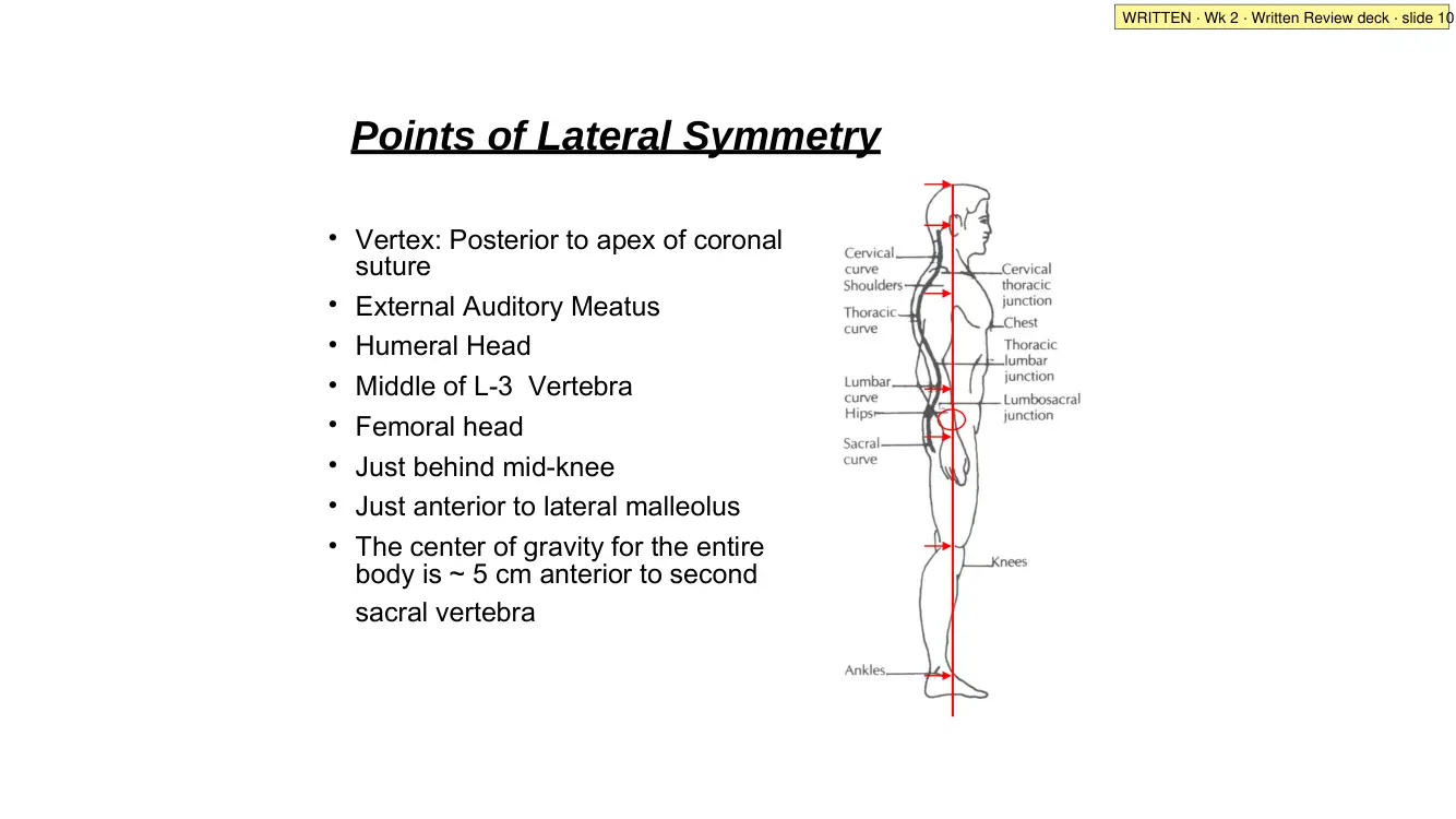 Written Review slide 10: points of lateral symmetry