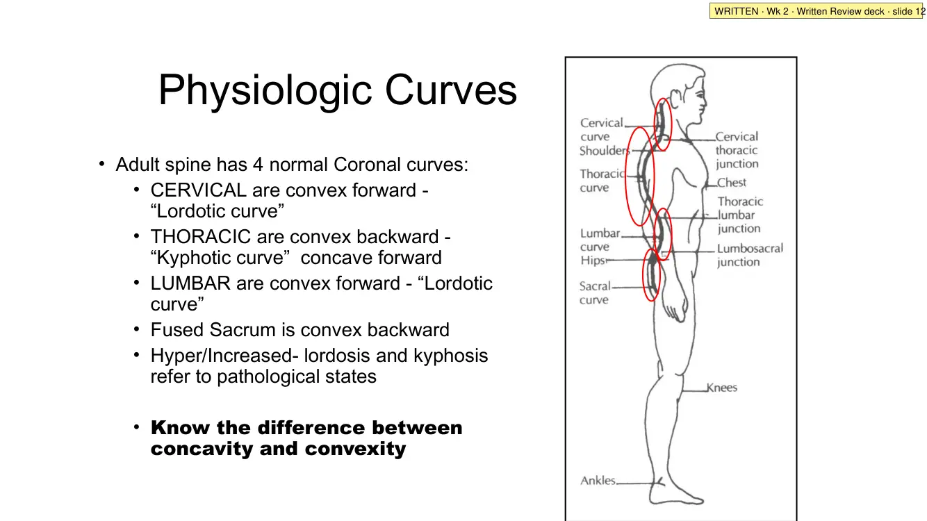 Written Review slide 12: physiologic curves