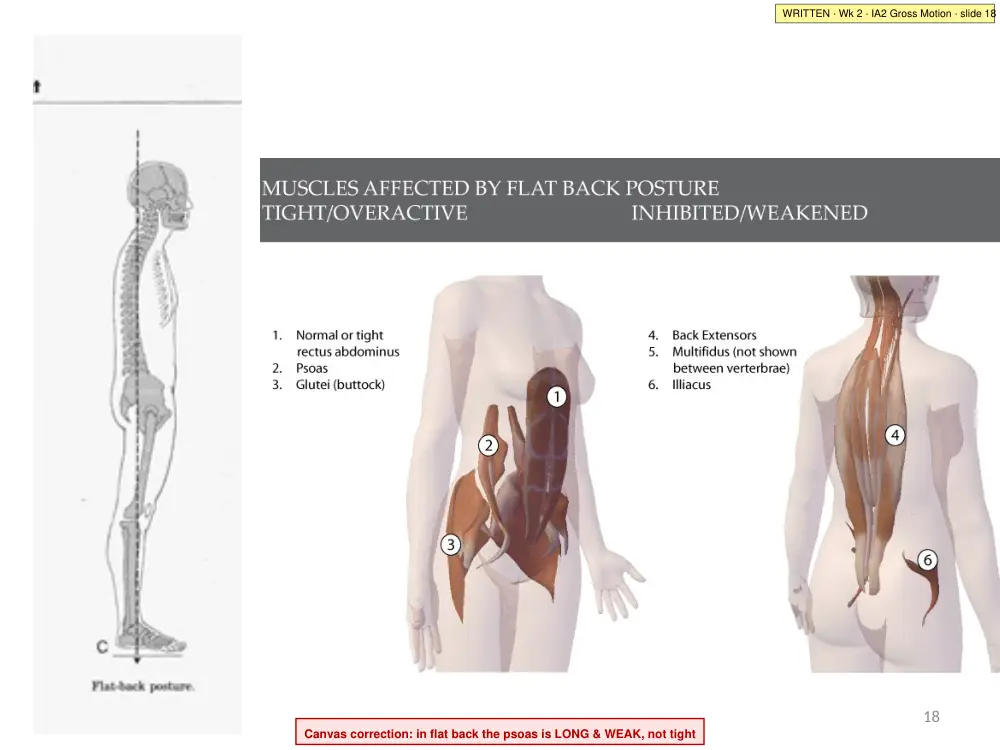 IA2 slide 18: flat back muscles (with the Canvas correction)