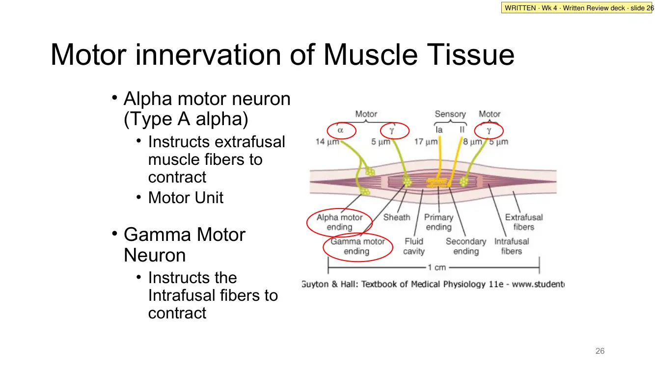 Written Review slide 26: alpha and gamma motor innervation