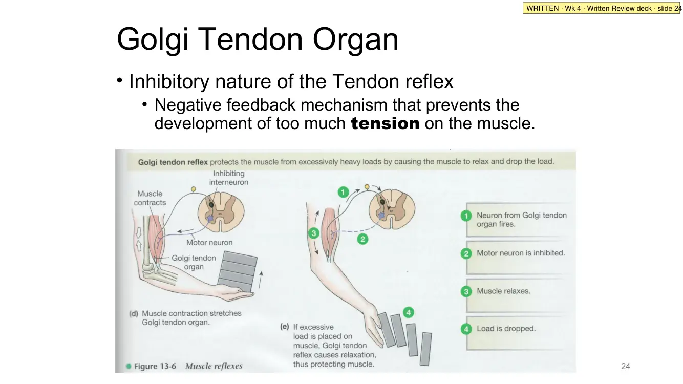 Written Review slide 24: the Golgi tendon reflex
