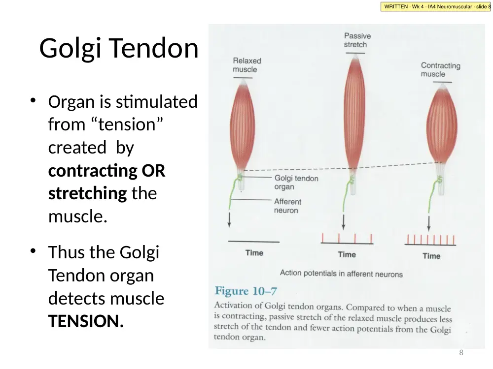 IA4 Neuromuscular · slide 8