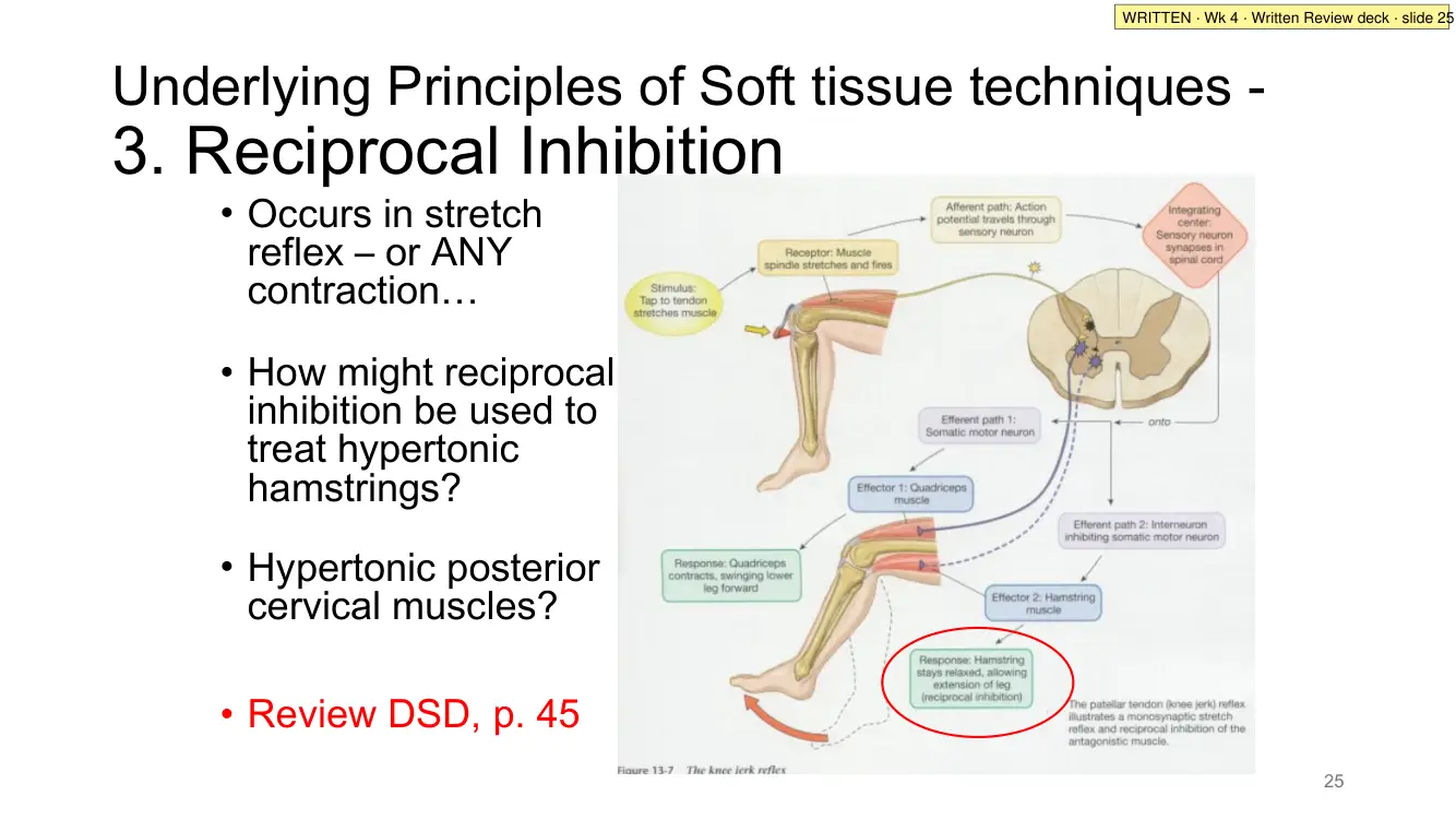 Written Review slide 25: reciprocal inhibition and the knee jerk