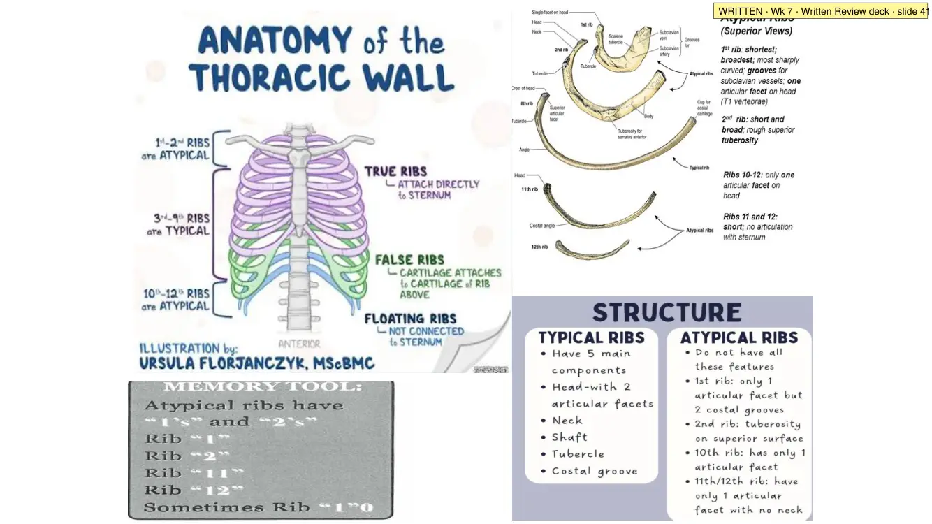 Written Review slide 41: rib anatomy